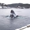 whale1